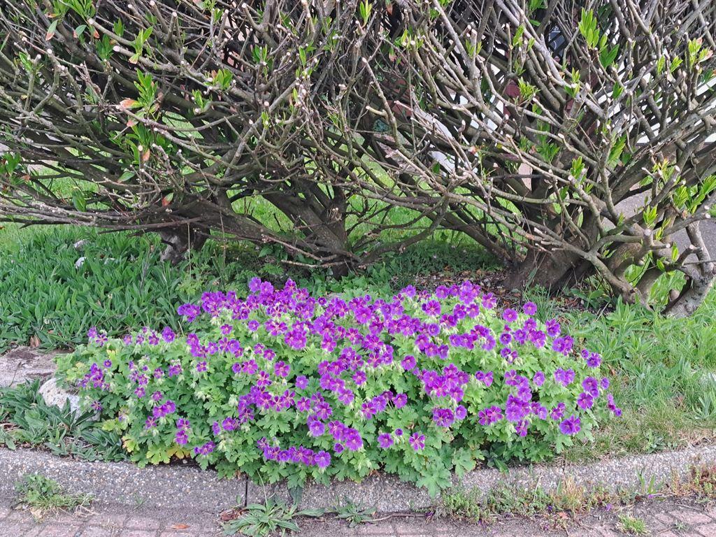 geranium