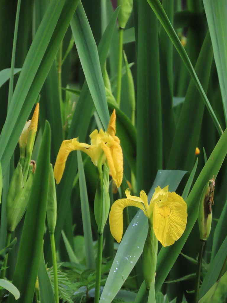 irises