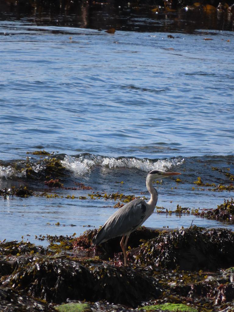 heron