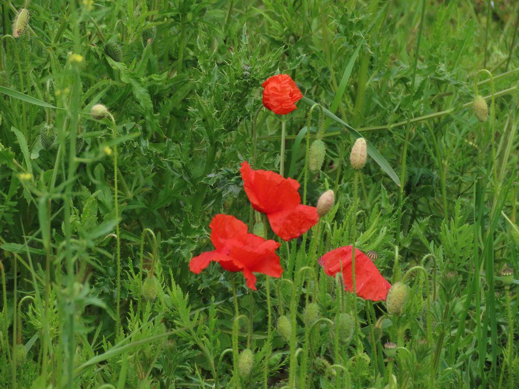 poppies