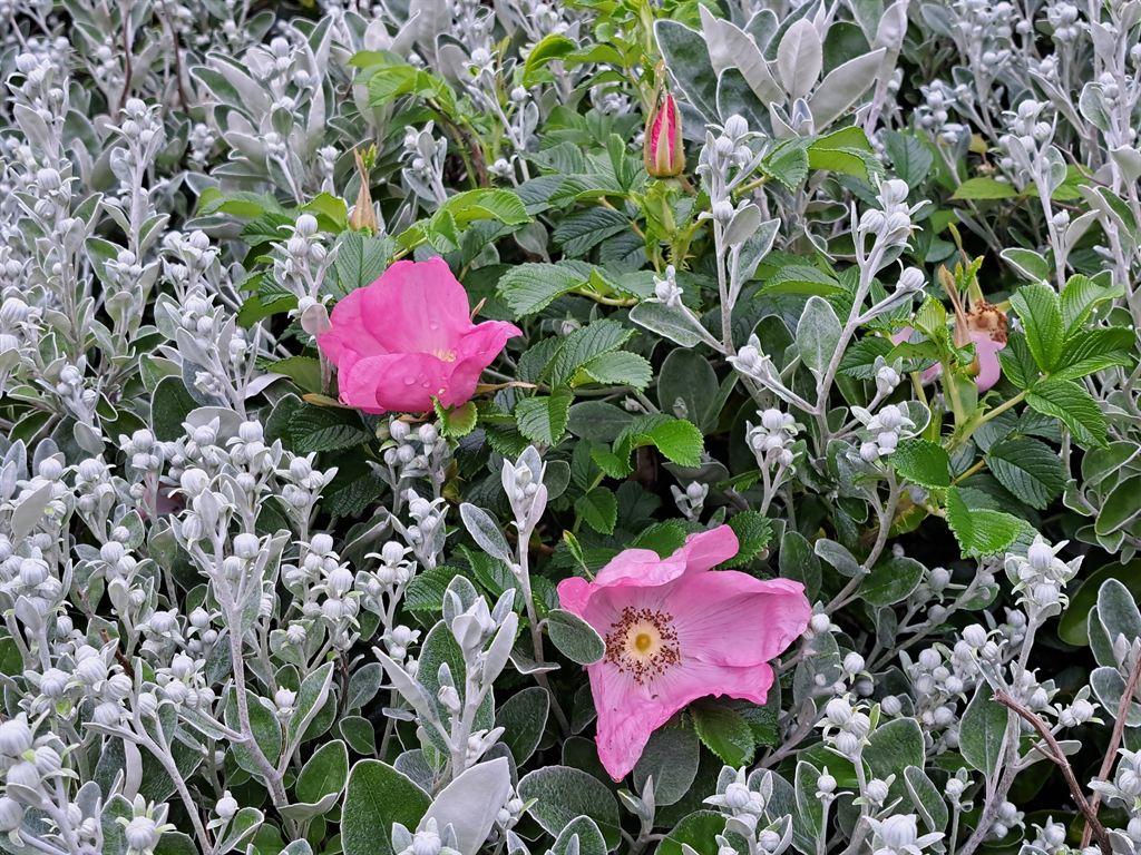 flowers2