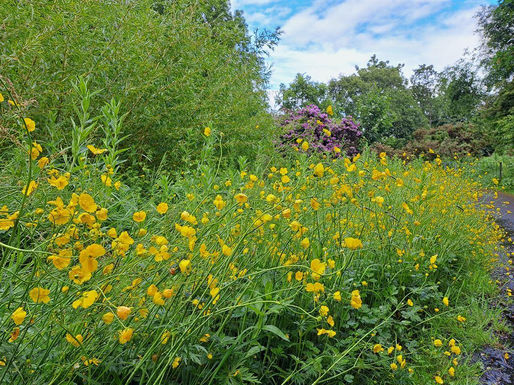 buttercups