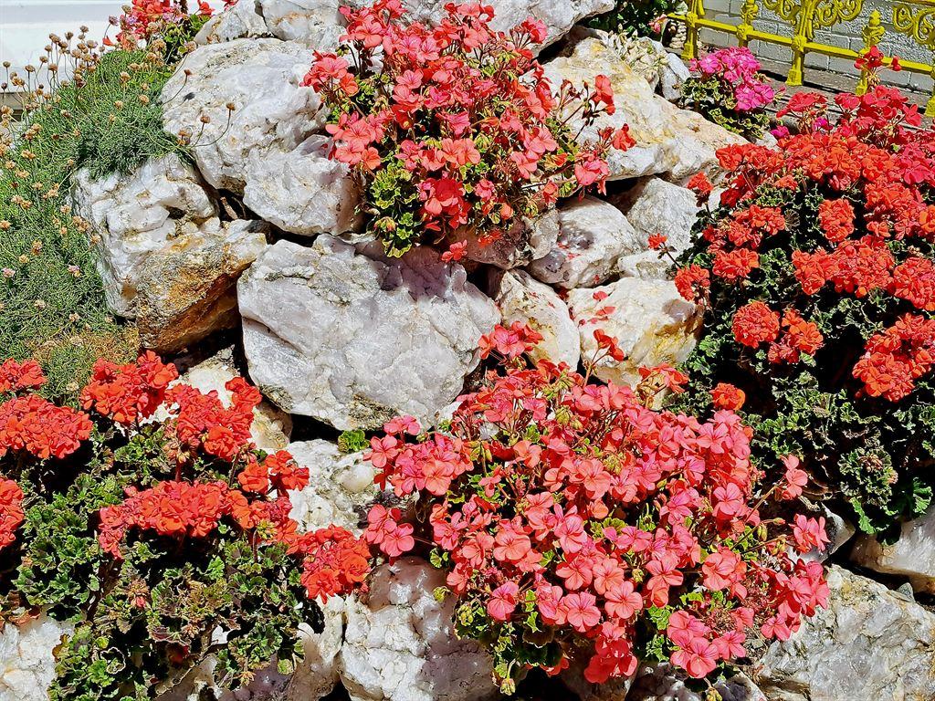 rocks&flowers