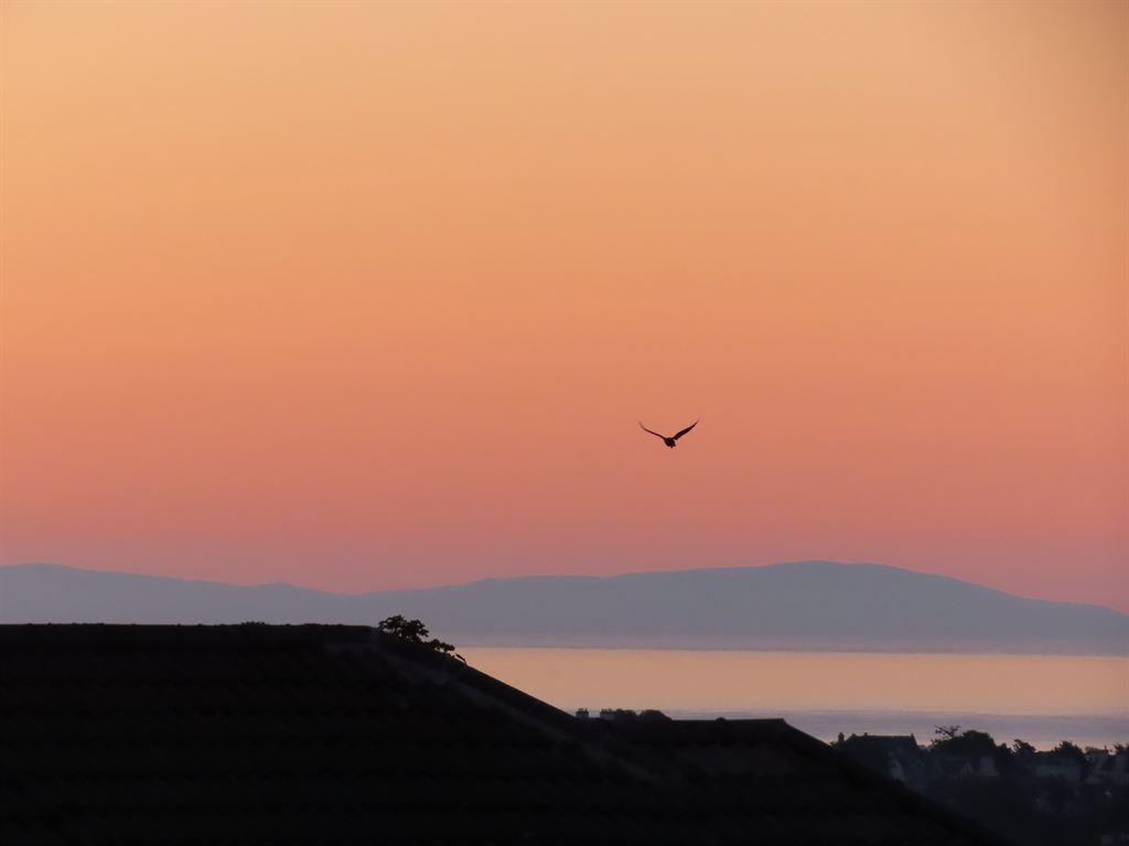dawn1