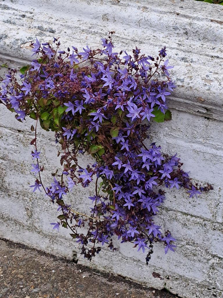 fence