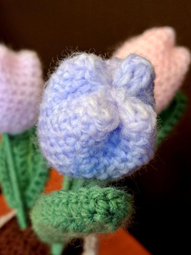 tulip