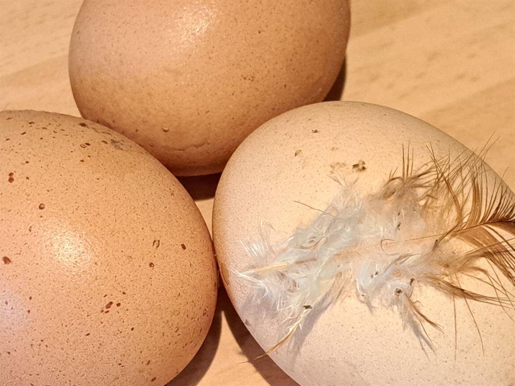 eggs