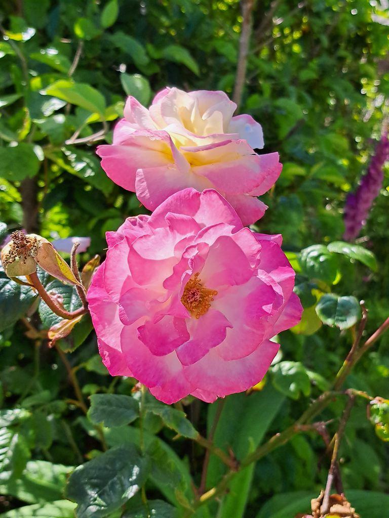 rose