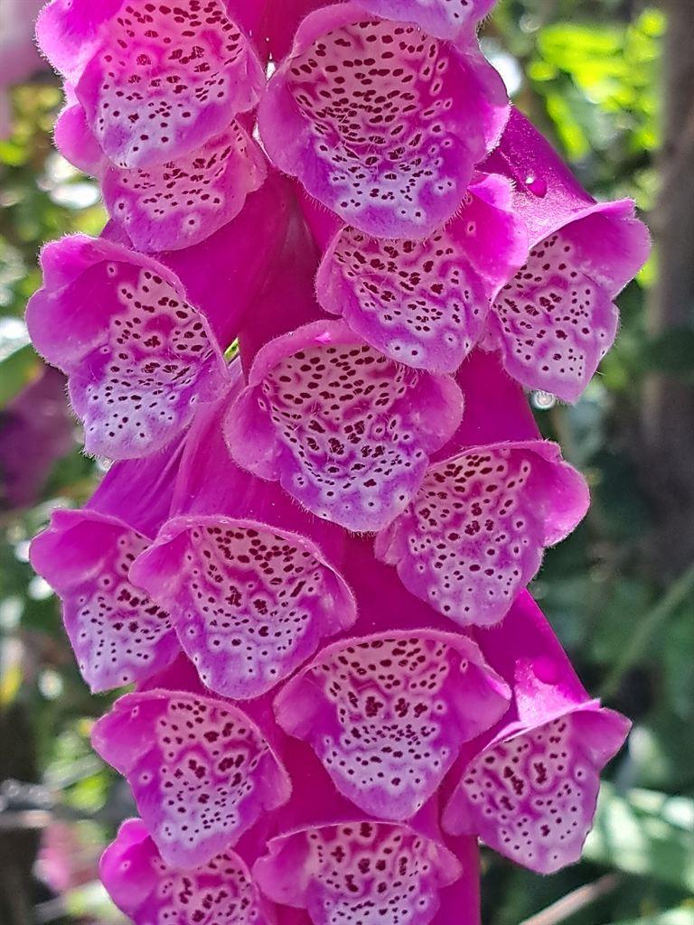 foxglove