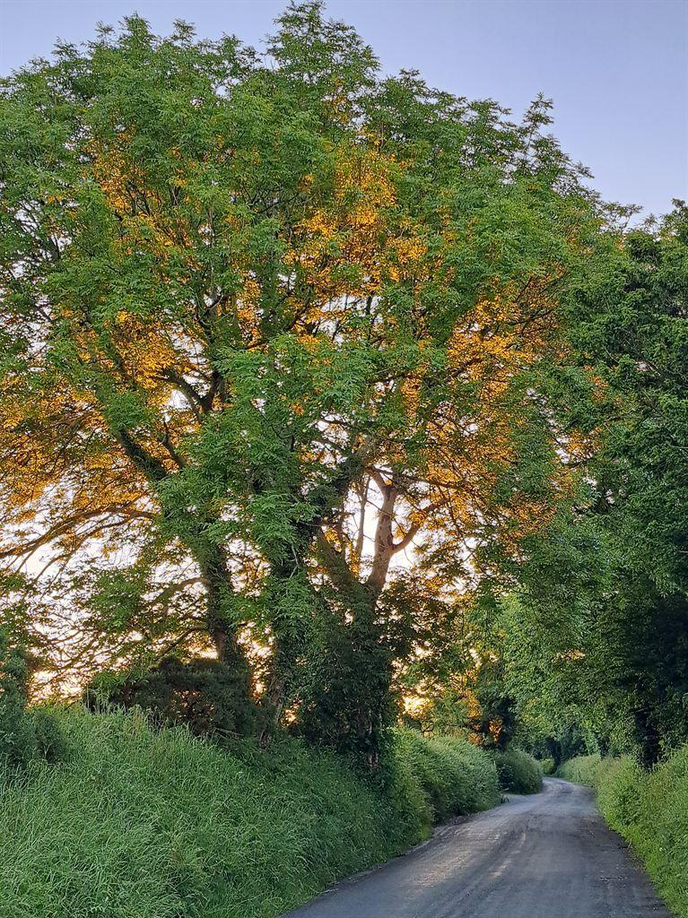 trees