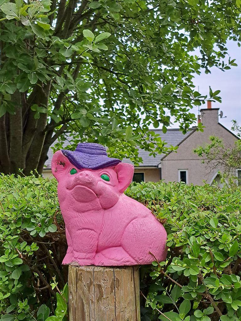 pig