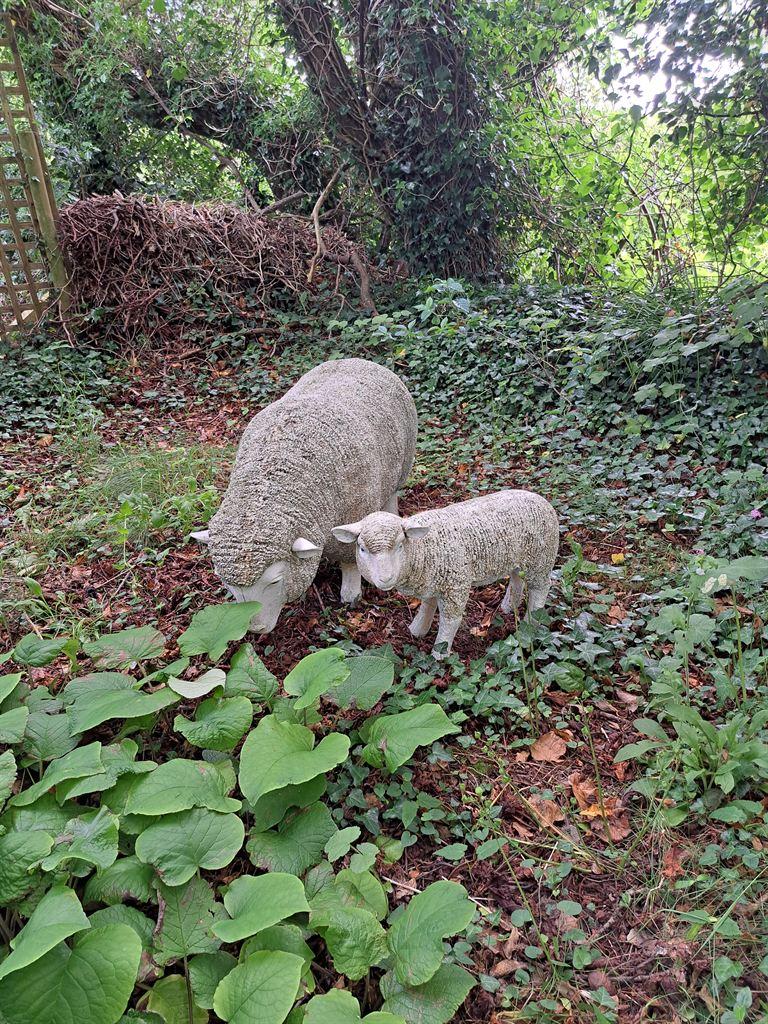 sheep