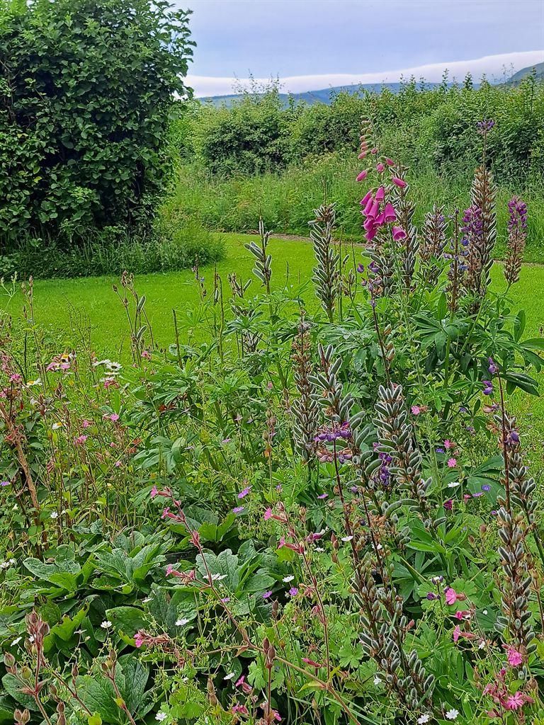 foxgloves