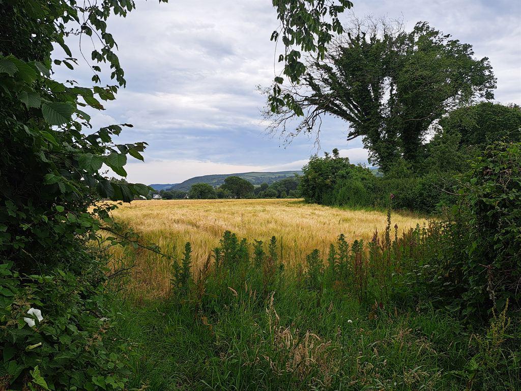 field