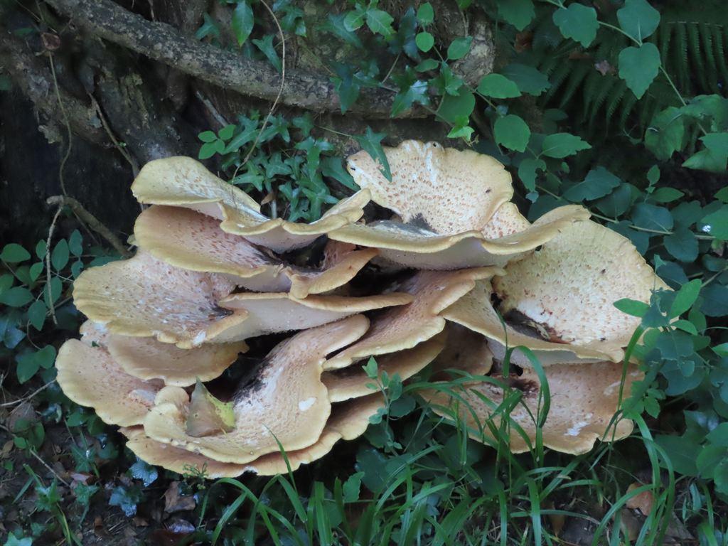 shrooms