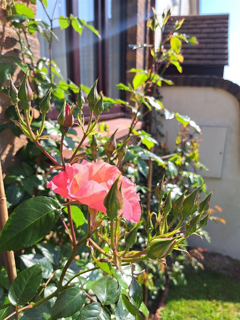 rose