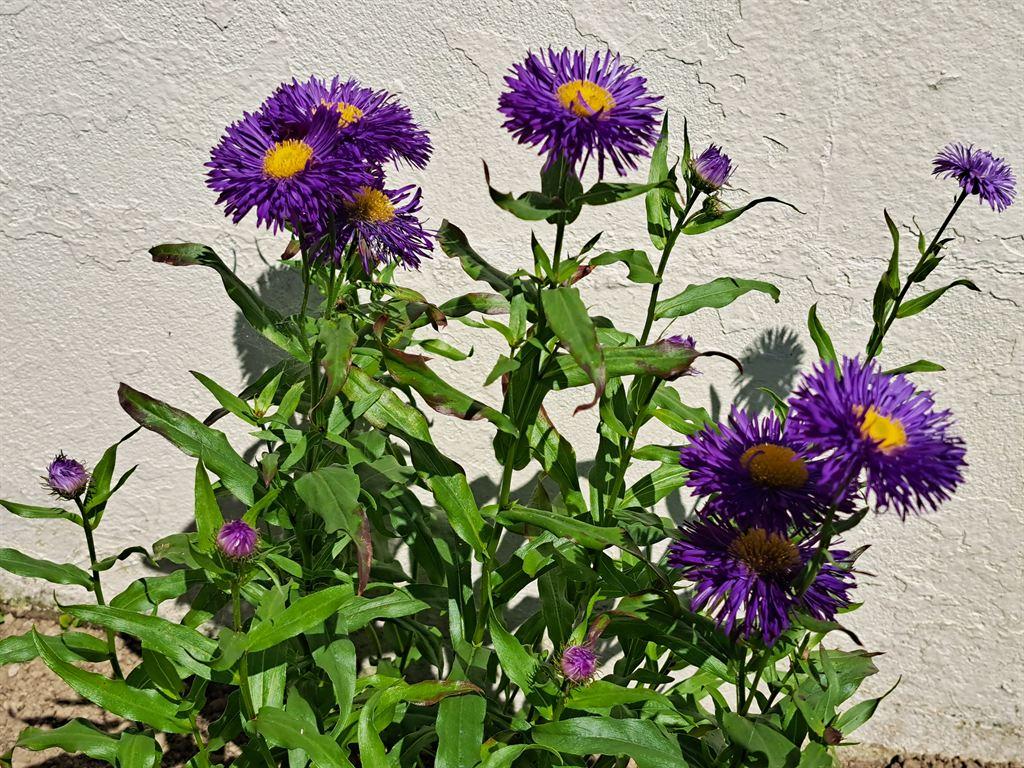 purple