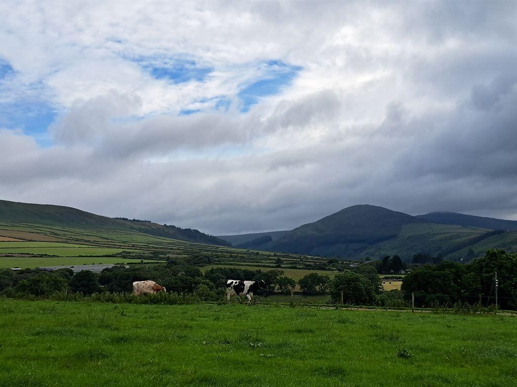 cows