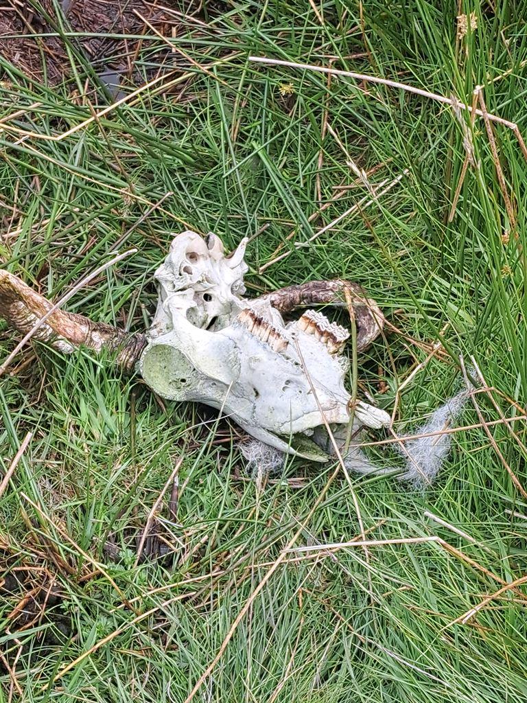 deadsheep