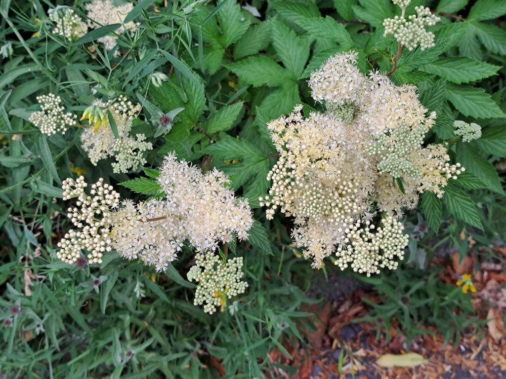 whiteflowers