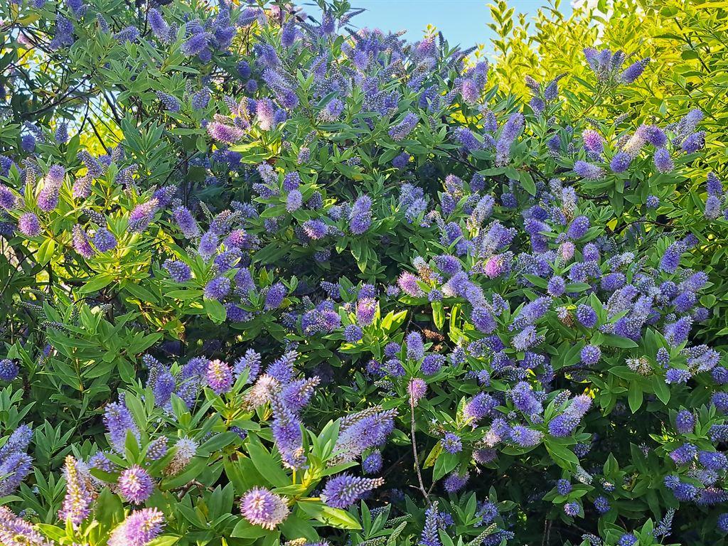 bush