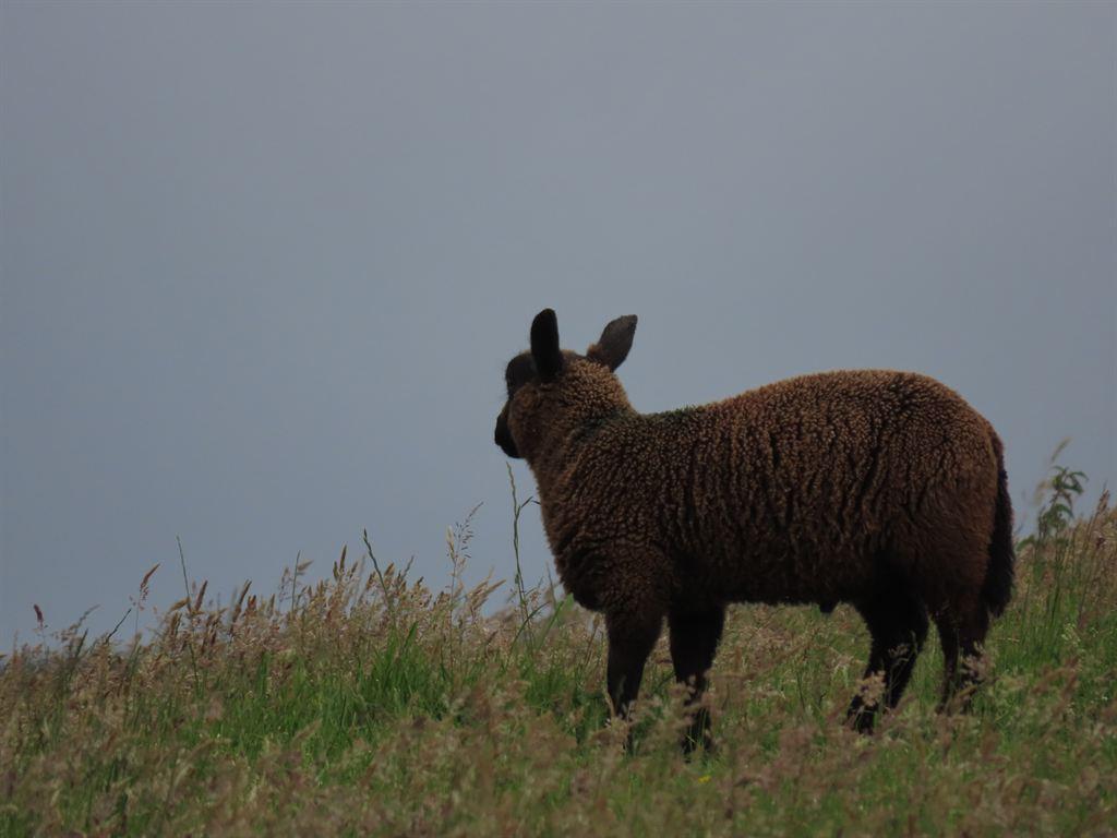 sheep