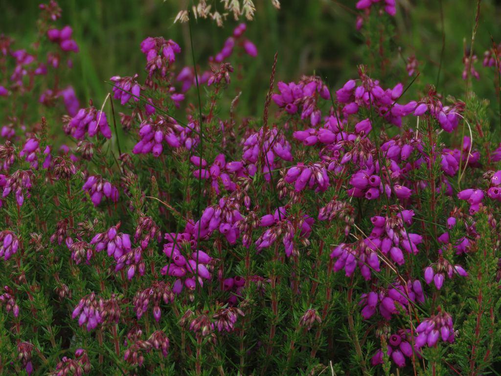 heather1