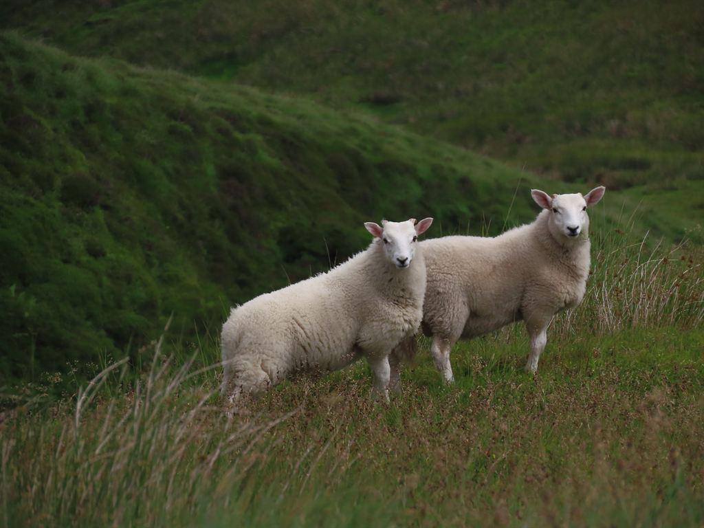 sheep