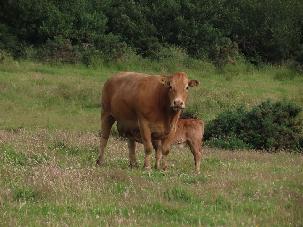 cow&calf