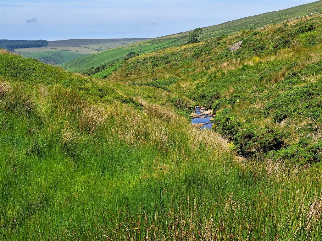 bog