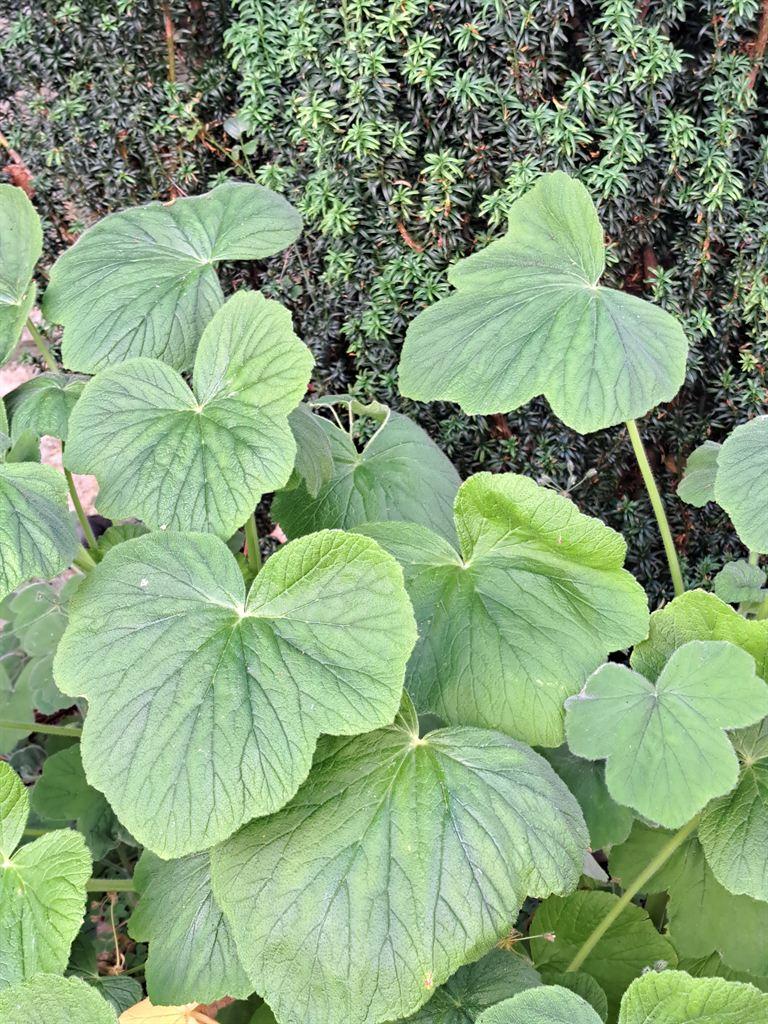 leaves