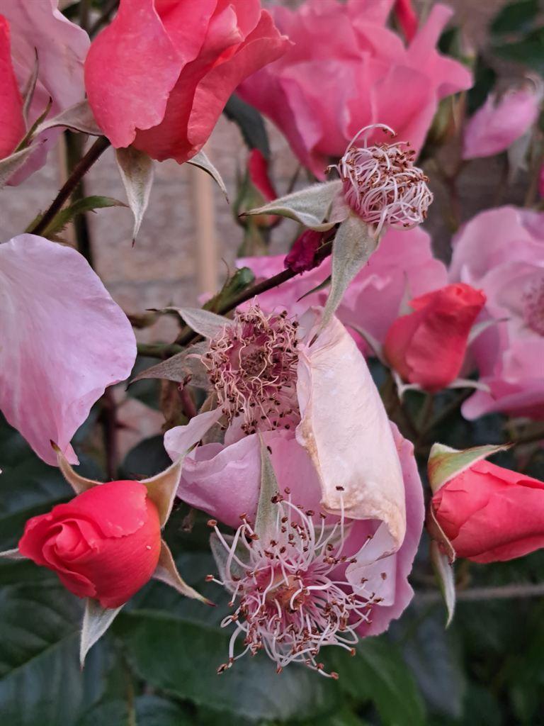 roses2