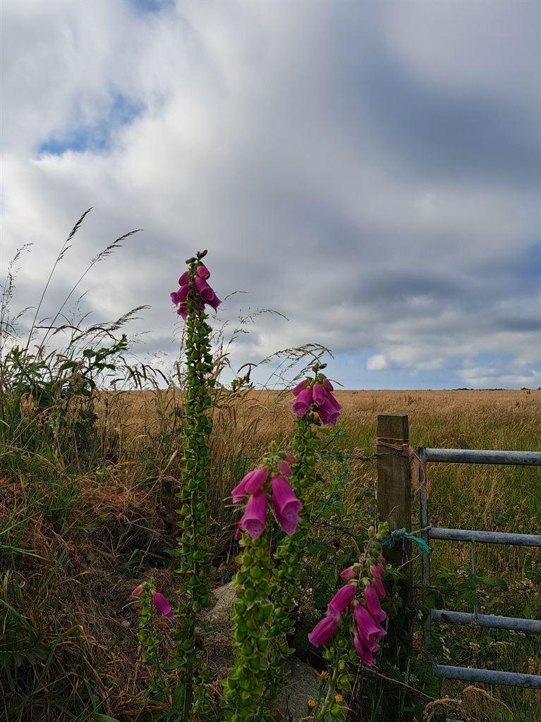 foxgloves