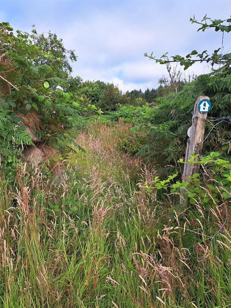 highgrass