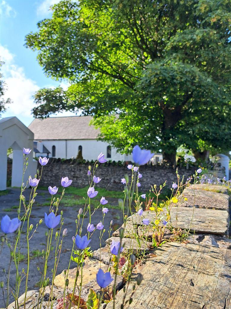harebells