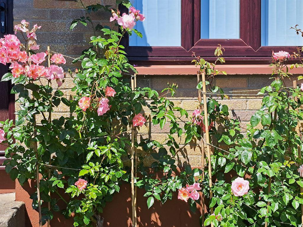 roses3