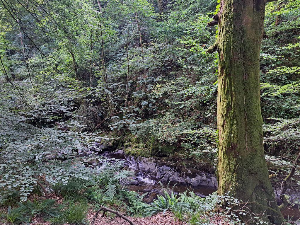 tree&river