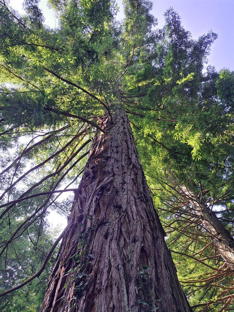oldtree