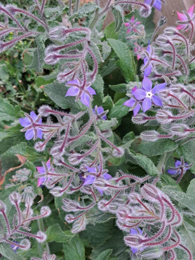 squiggles
