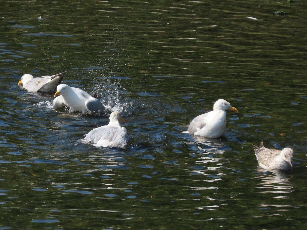 seagulls2