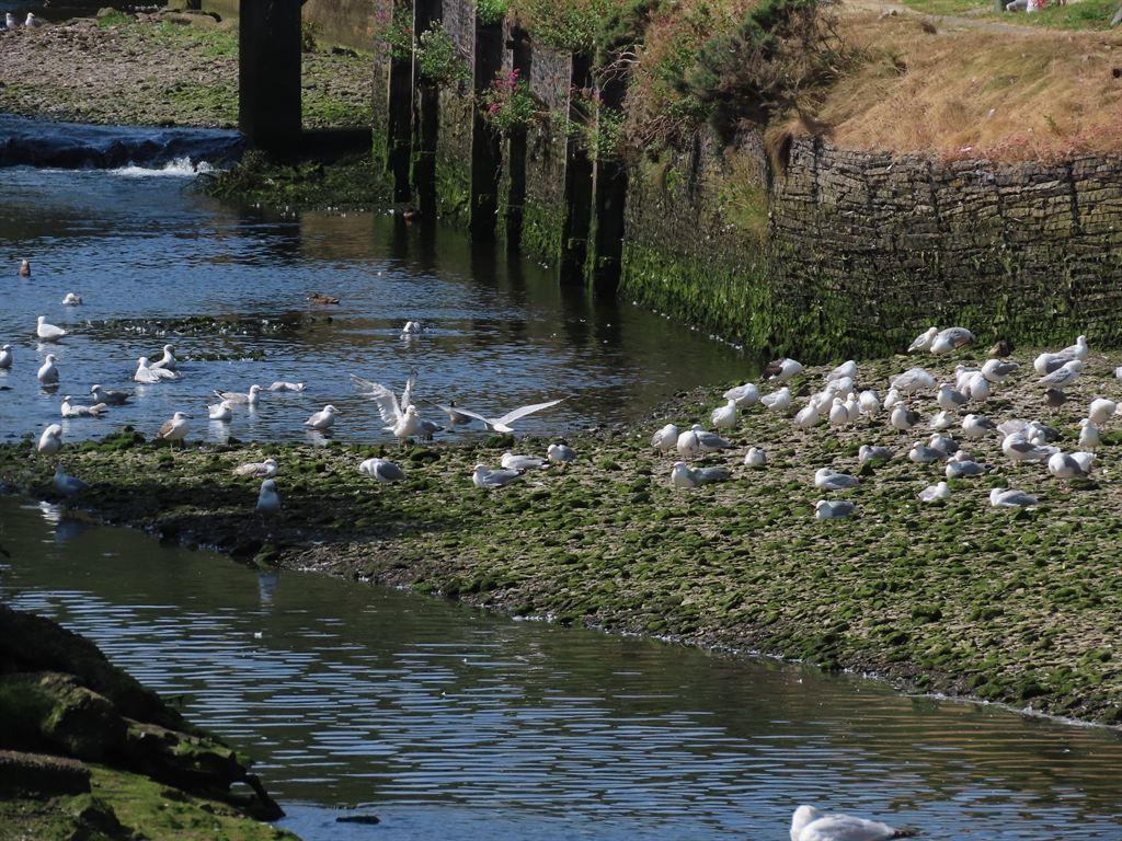 seagulls1