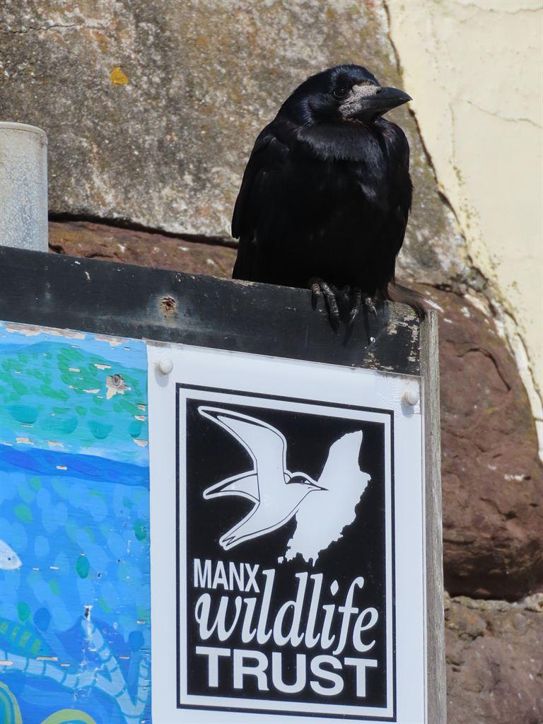 wildlife