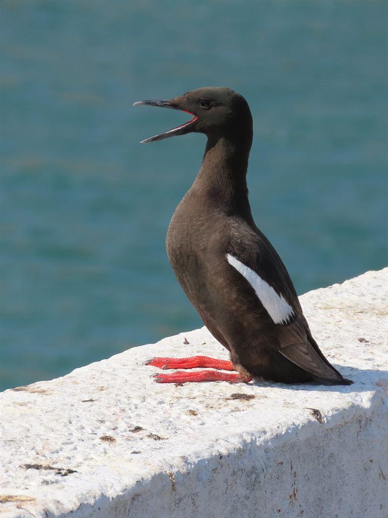 guillemot3