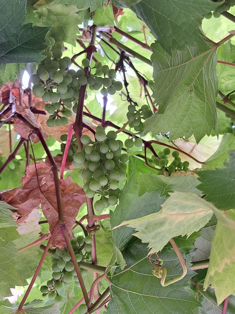 grapes