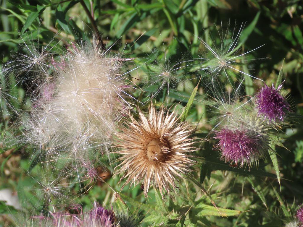 thistles
