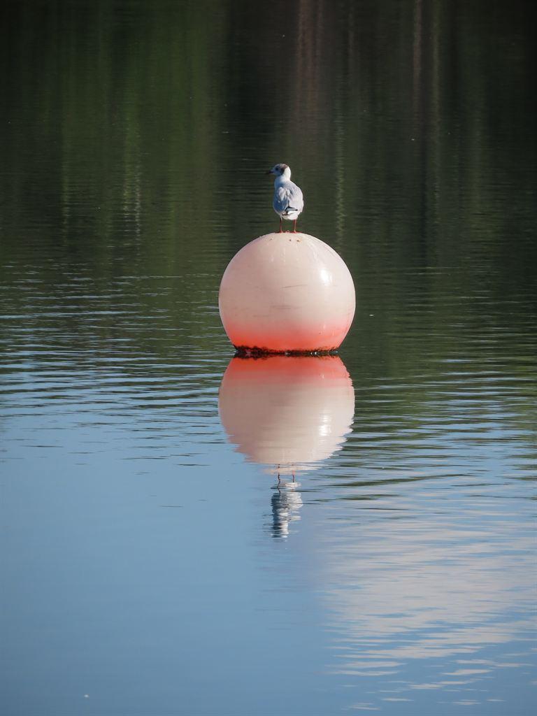 bird&buoy